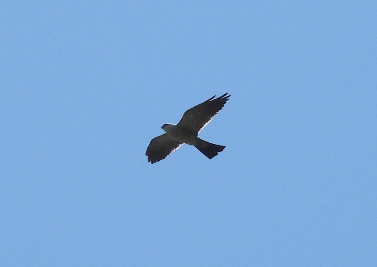 Mississippi Kite - ML618902708