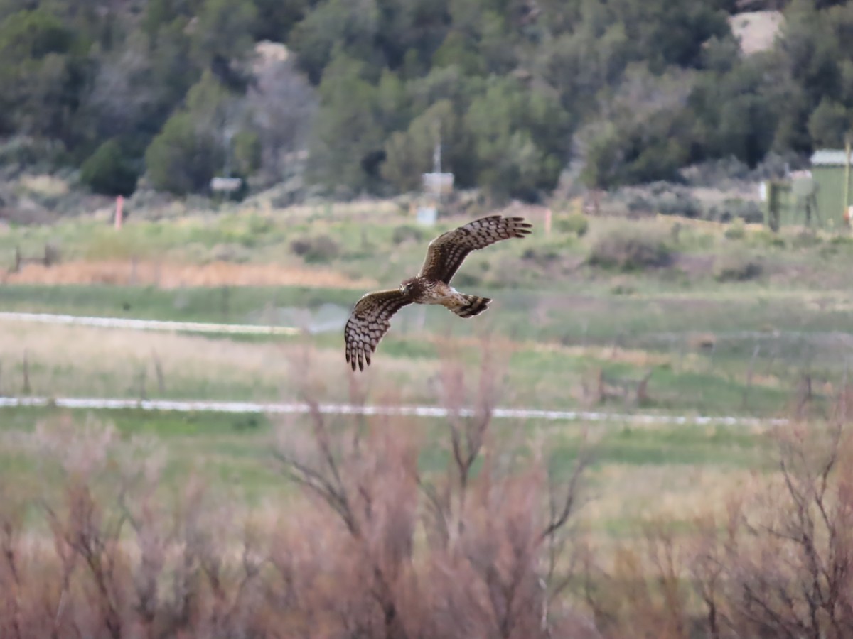 Northern Harrier - Peyton Jackson