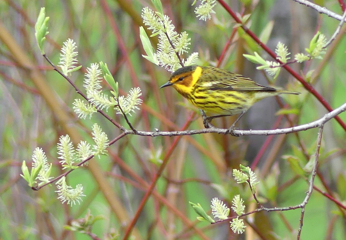 Cape May Warbler - Peter Lane