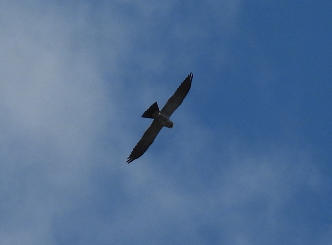 Mississippi Kite - ML618902723