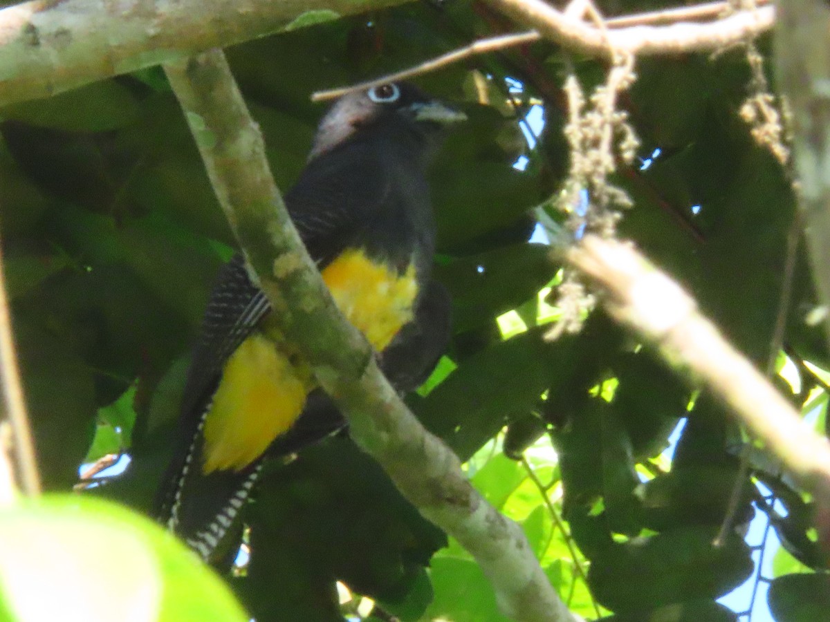 Green-backed Trogon - Marcel Reina Córdoba