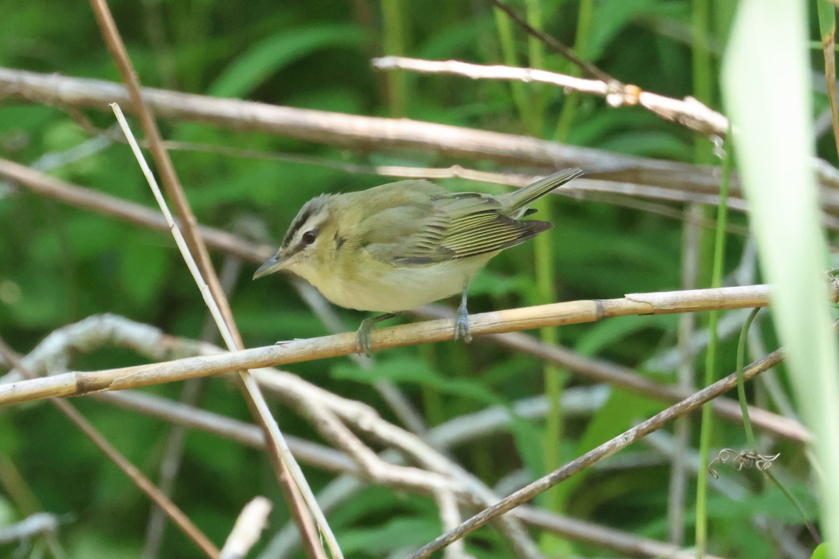 Red-eyed Vireo - John Drummond