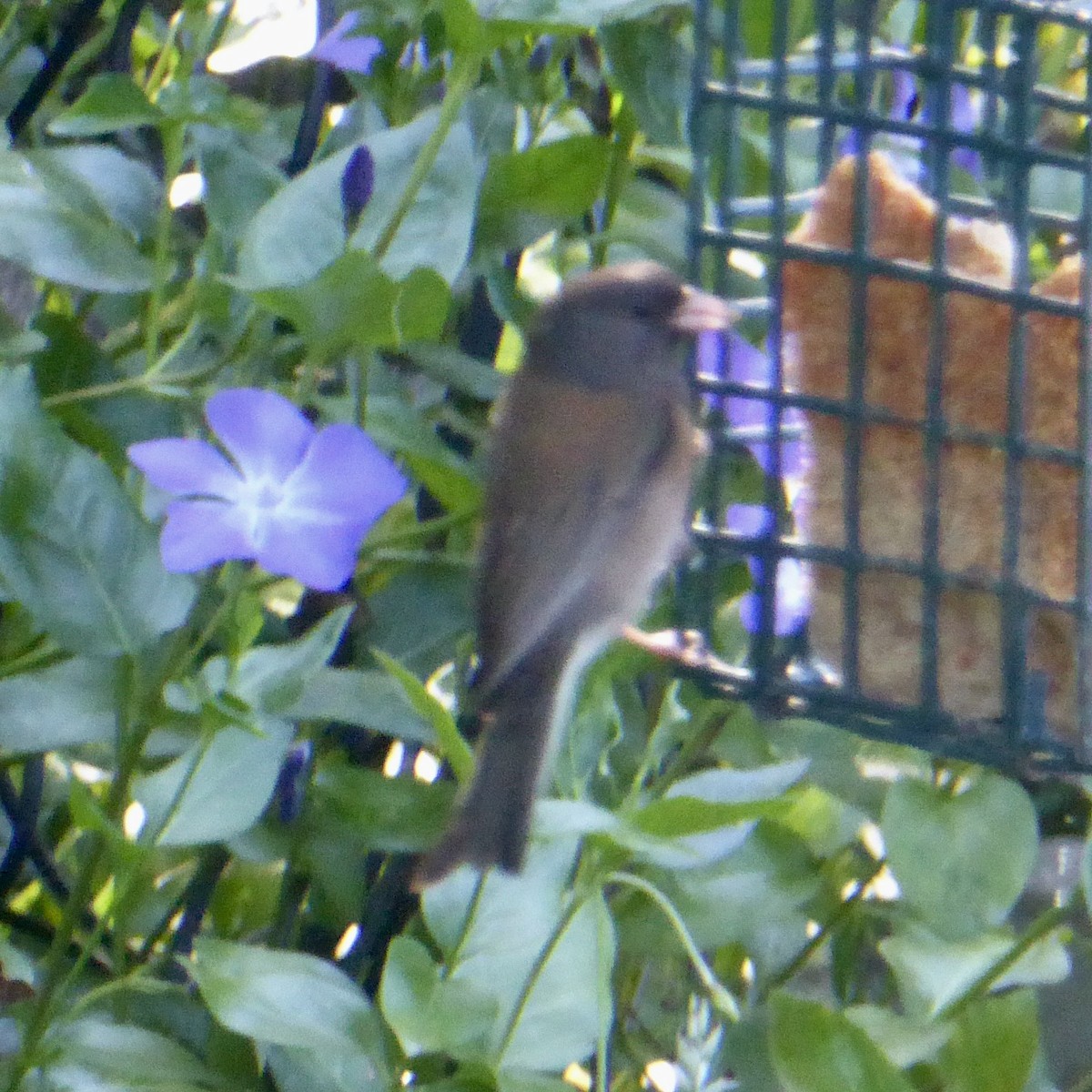 Dark-eyed Junco (Oregon) - Anonymous