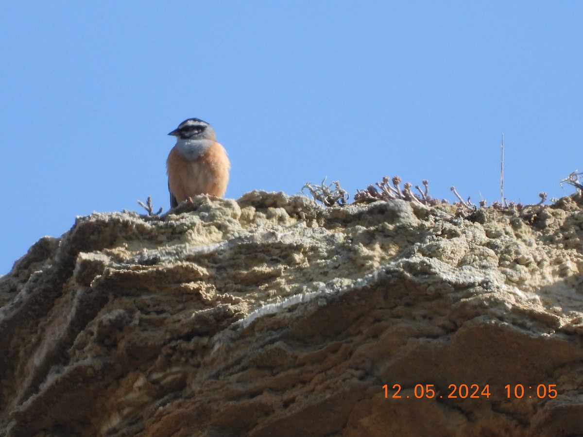 Rock Bunting - José Ignacio Sáenz Gaitan