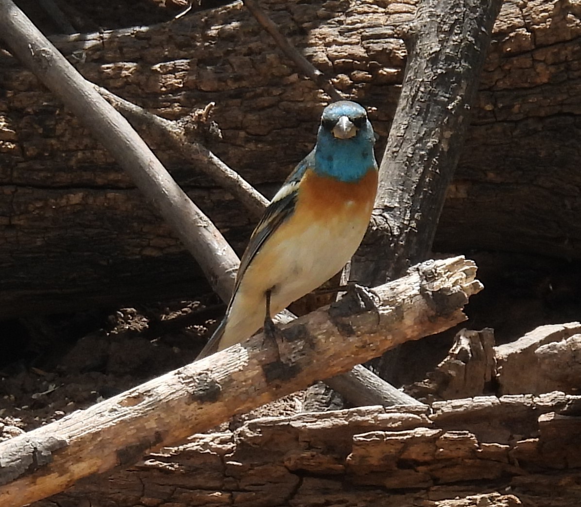 Lazuli Bunting - Stephen Long