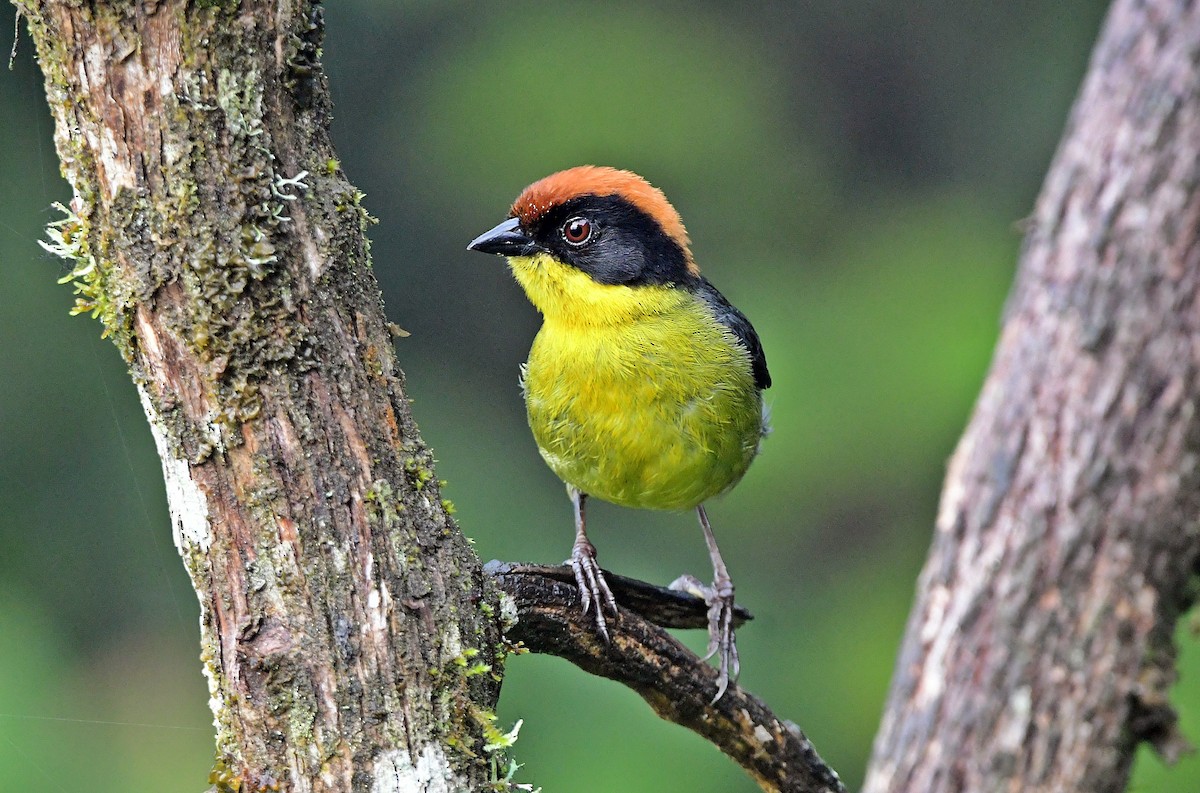 Yellow-breasted Brushfinch - ML618902744