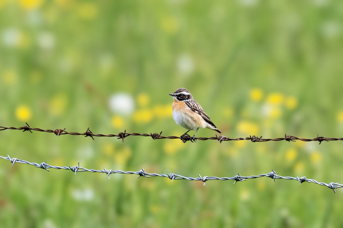 Whinchat - Michael Ortner