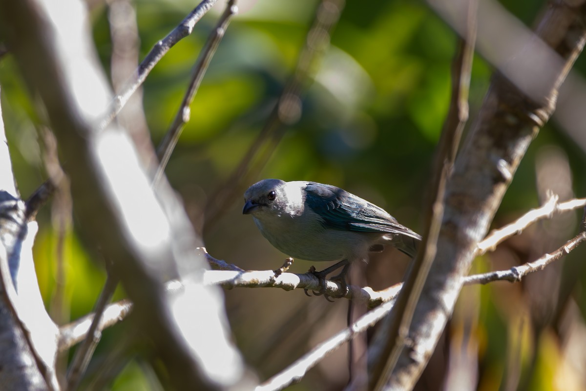 Blue-gray Tanager - Matt Fischer