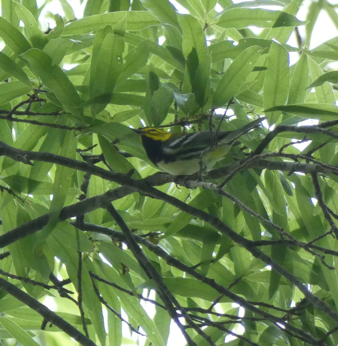 Black-throated Green Warbler - ML618902754