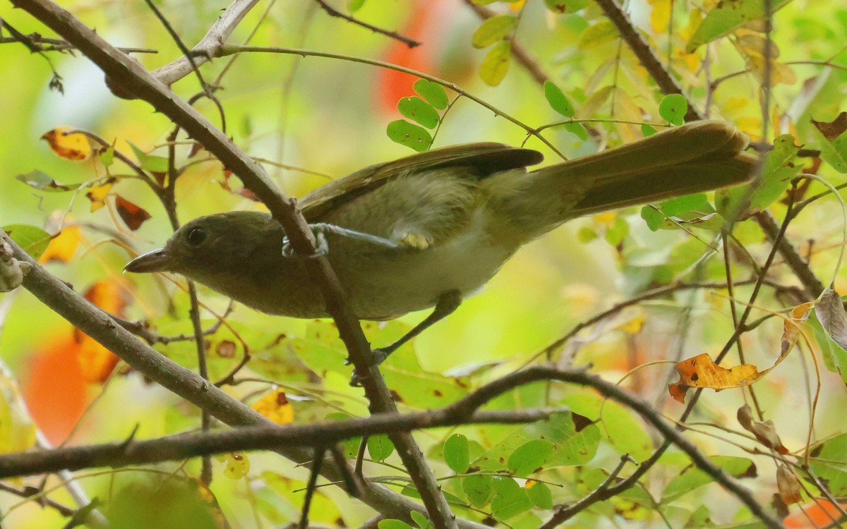 Olive Bushshrike - P Vercruysse