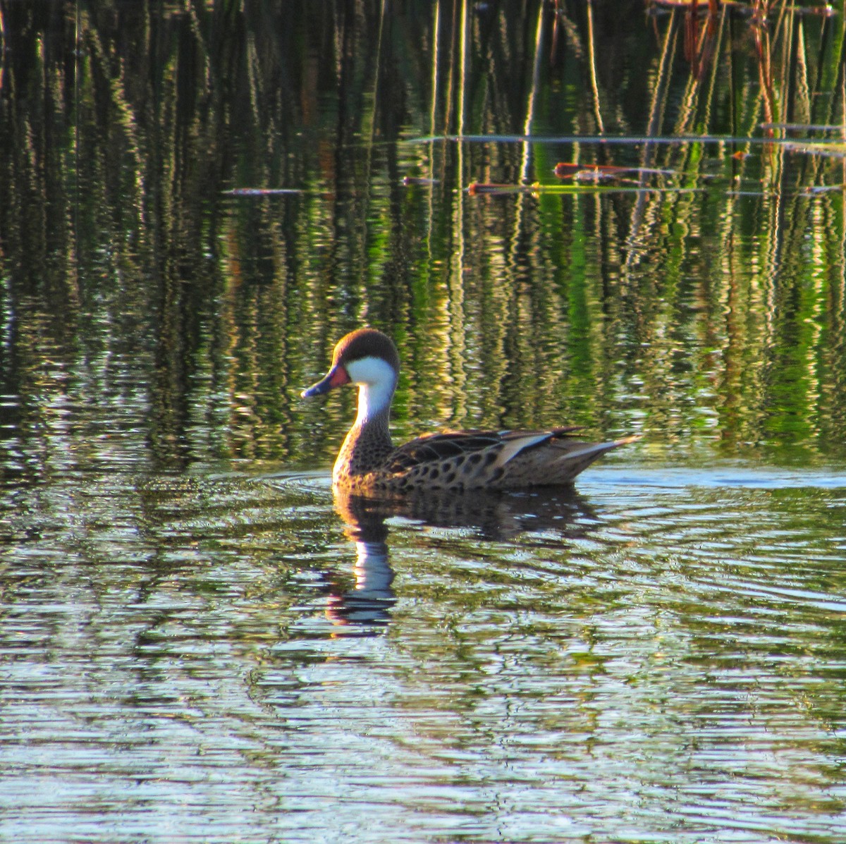 White-cheeked Pintail - ML618902778