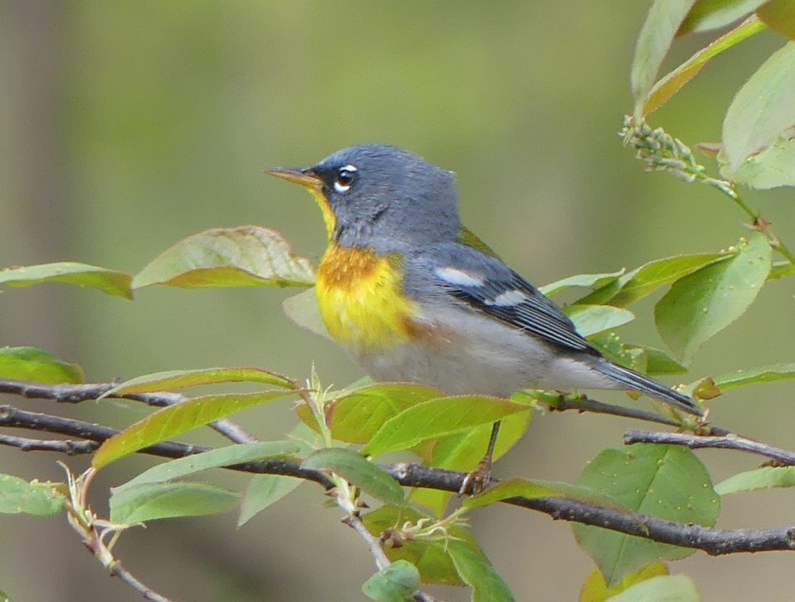 Northern Parula - Peter Lane