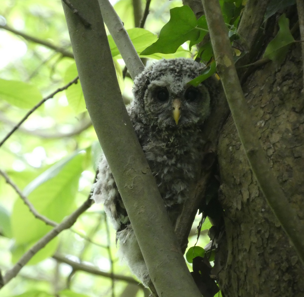 Barred Owl - ML618902788