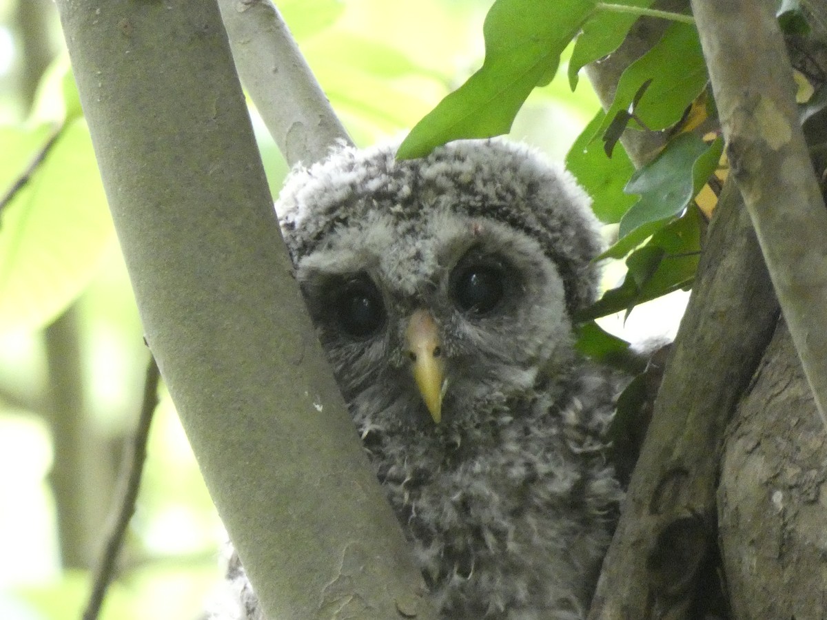 Barred Owl - ML618902792