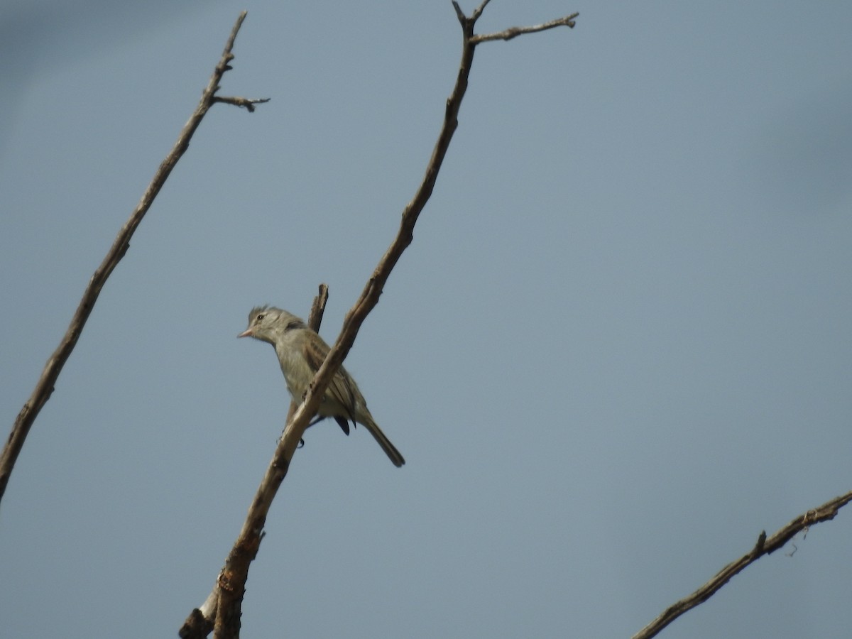 Gray-and-white Tyrannulet - Ruth Magali Cavero Contreras