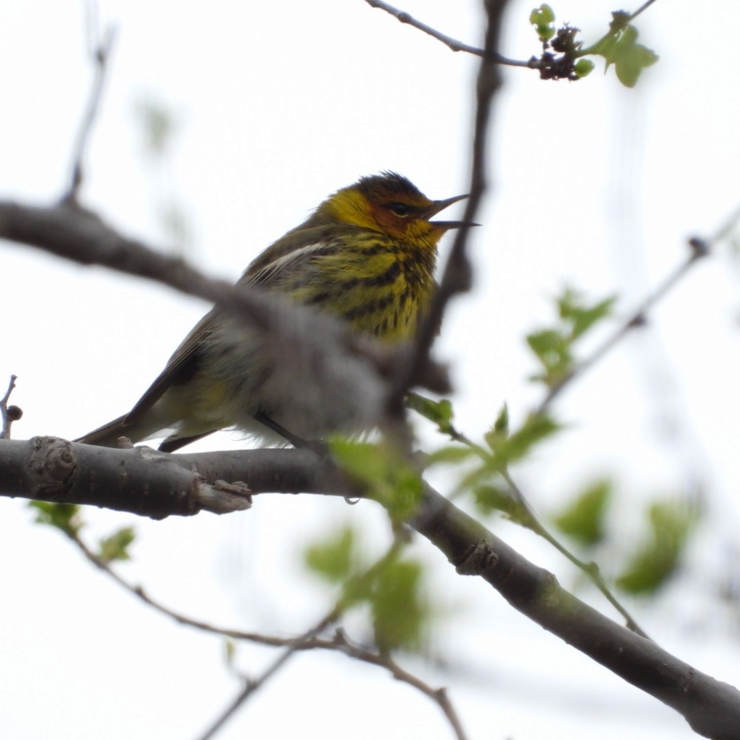 Cape May Warbler - ML618902813