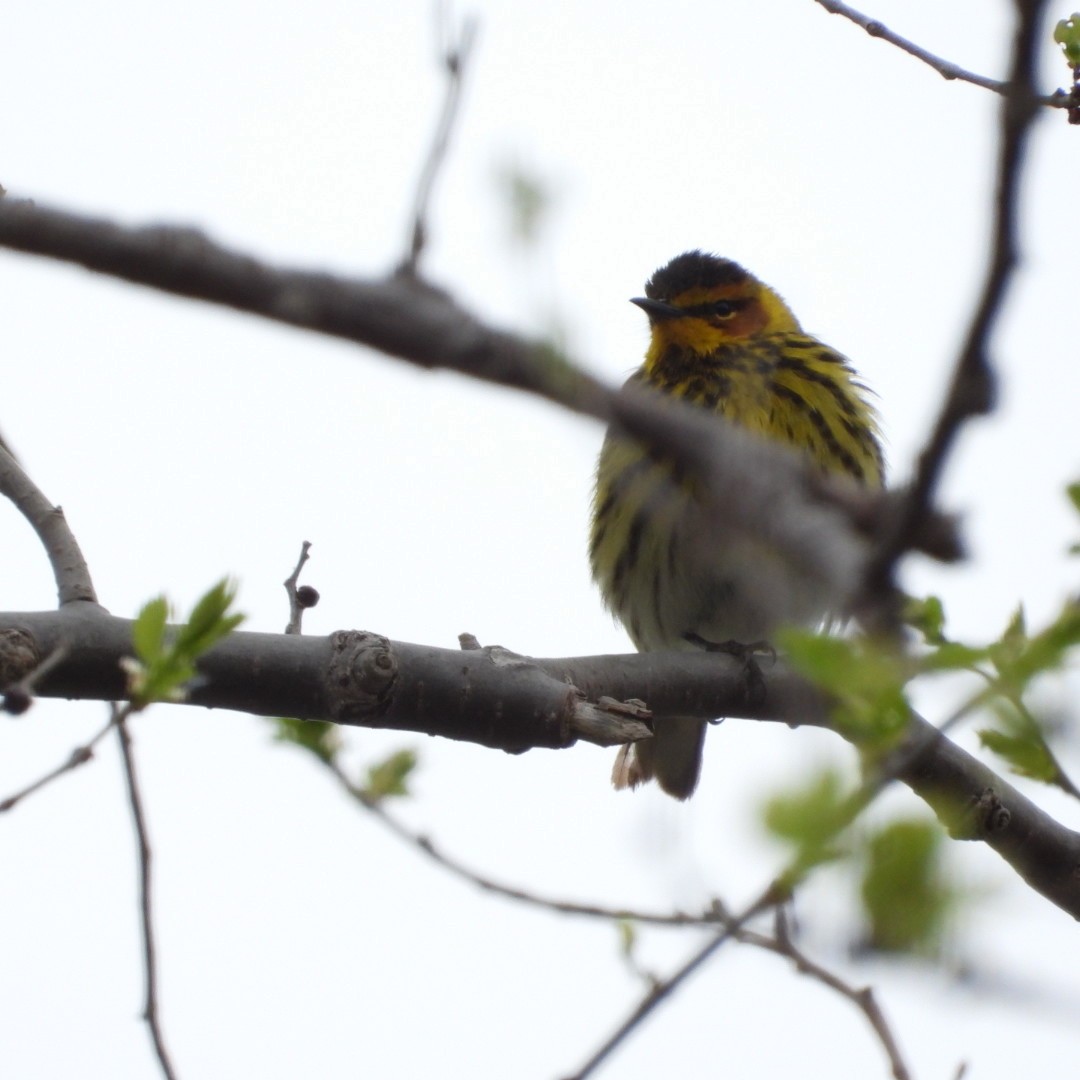Cape May Warbler - ML618902814