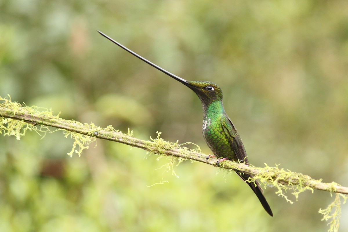 Sword-billed Hummingbird - Gaston Lo Coco