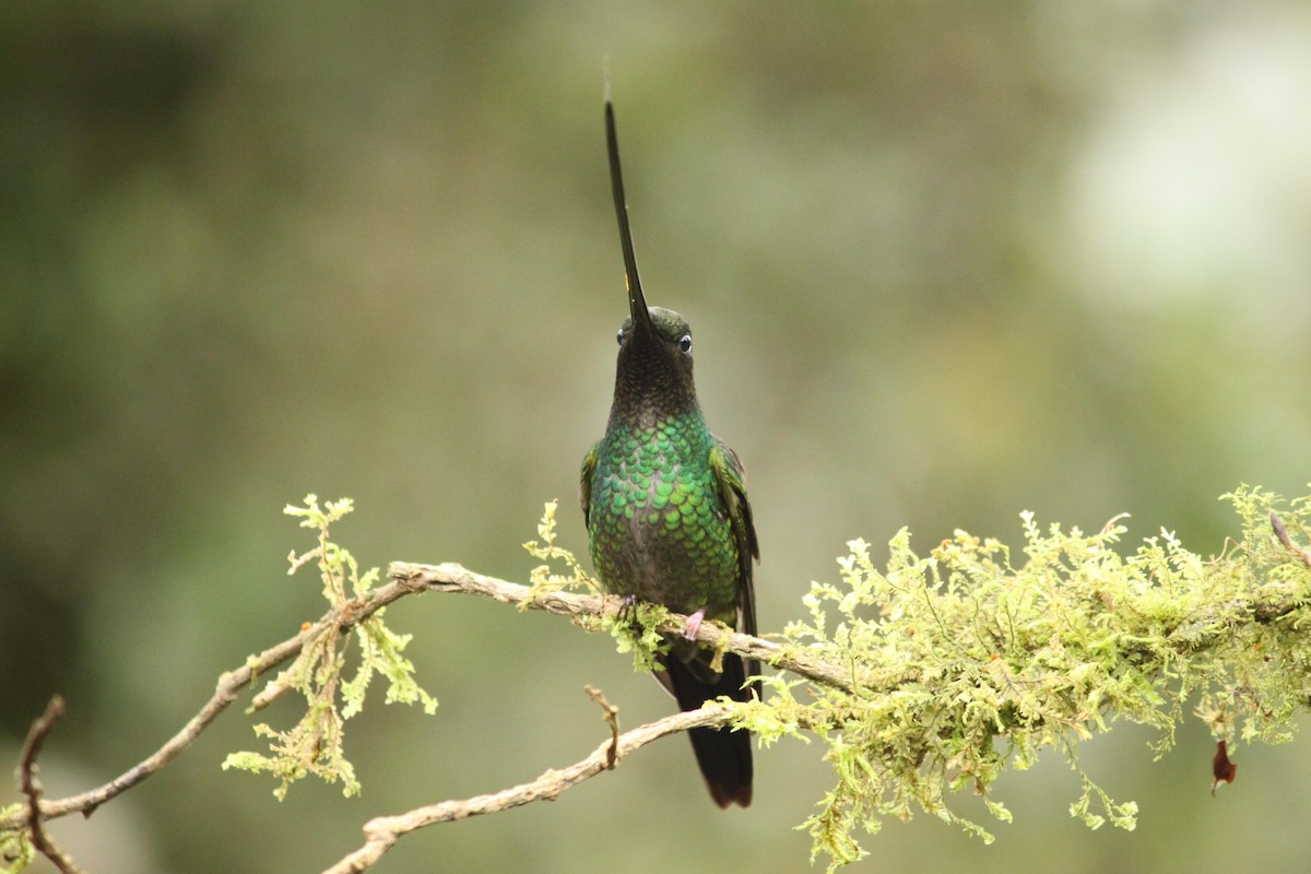 Sword-billed Hummingbird - Gaston Lo Coco