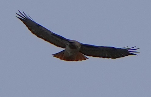 Red-tailed Hawk - Dave Bowman