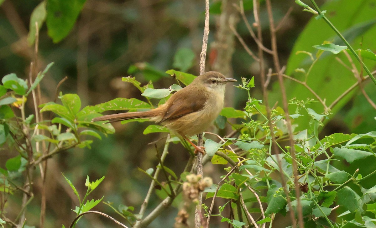 Tawny-flanked Prinia - P Vercruysse