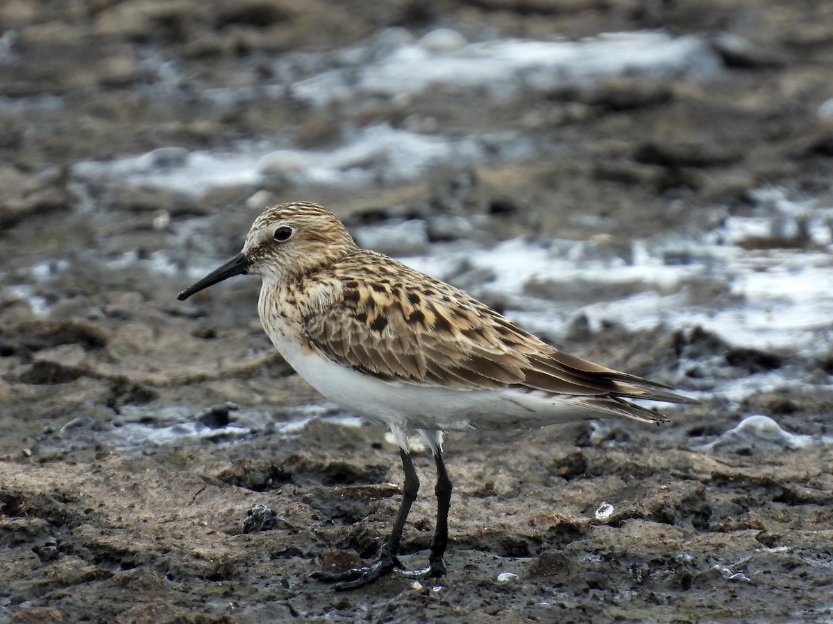 Baird's Sandpiper - Daniel Matamoros