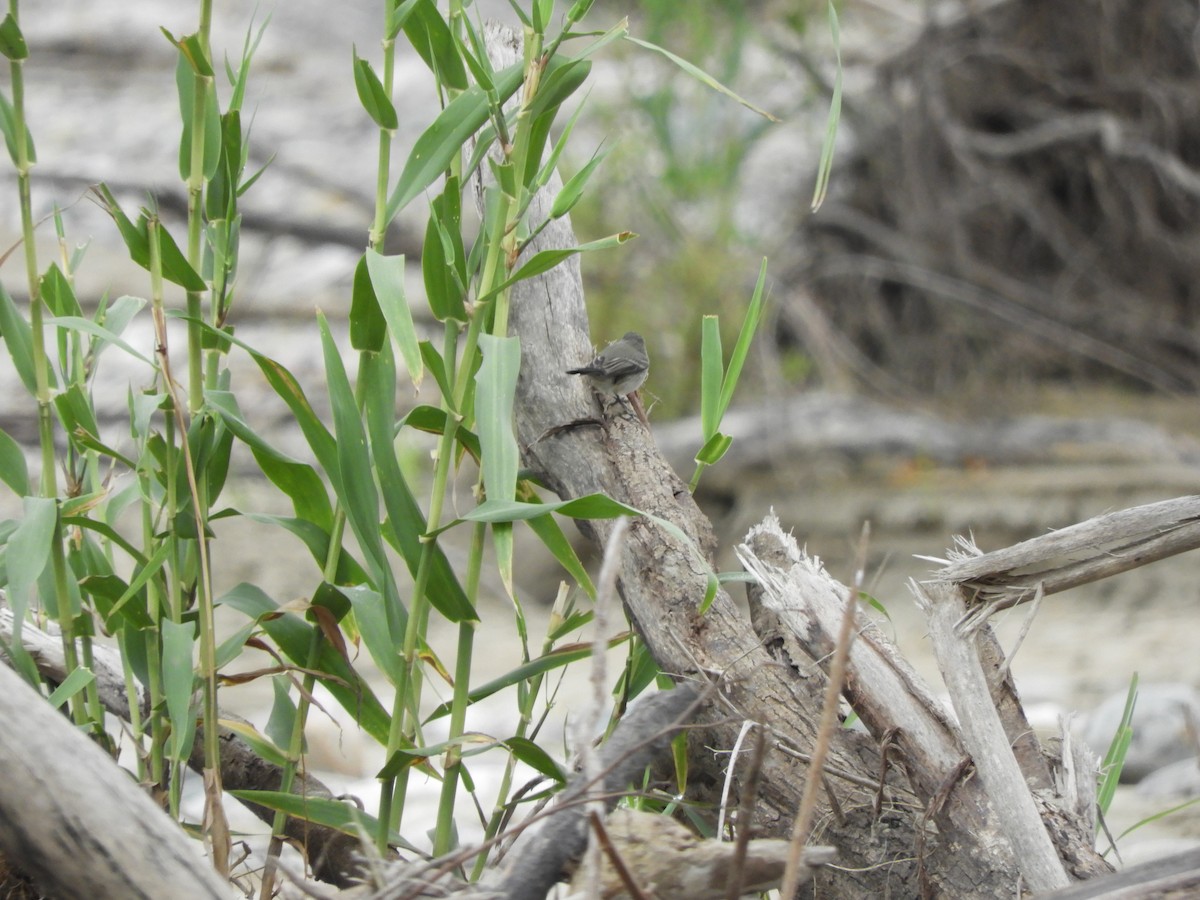 Sooty Tyrannulet - Pablo Mealla