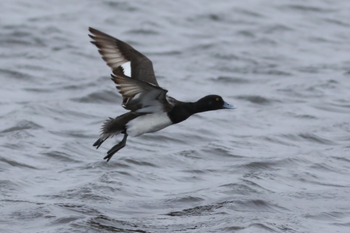 Lesser Scaup - Irene Crosland