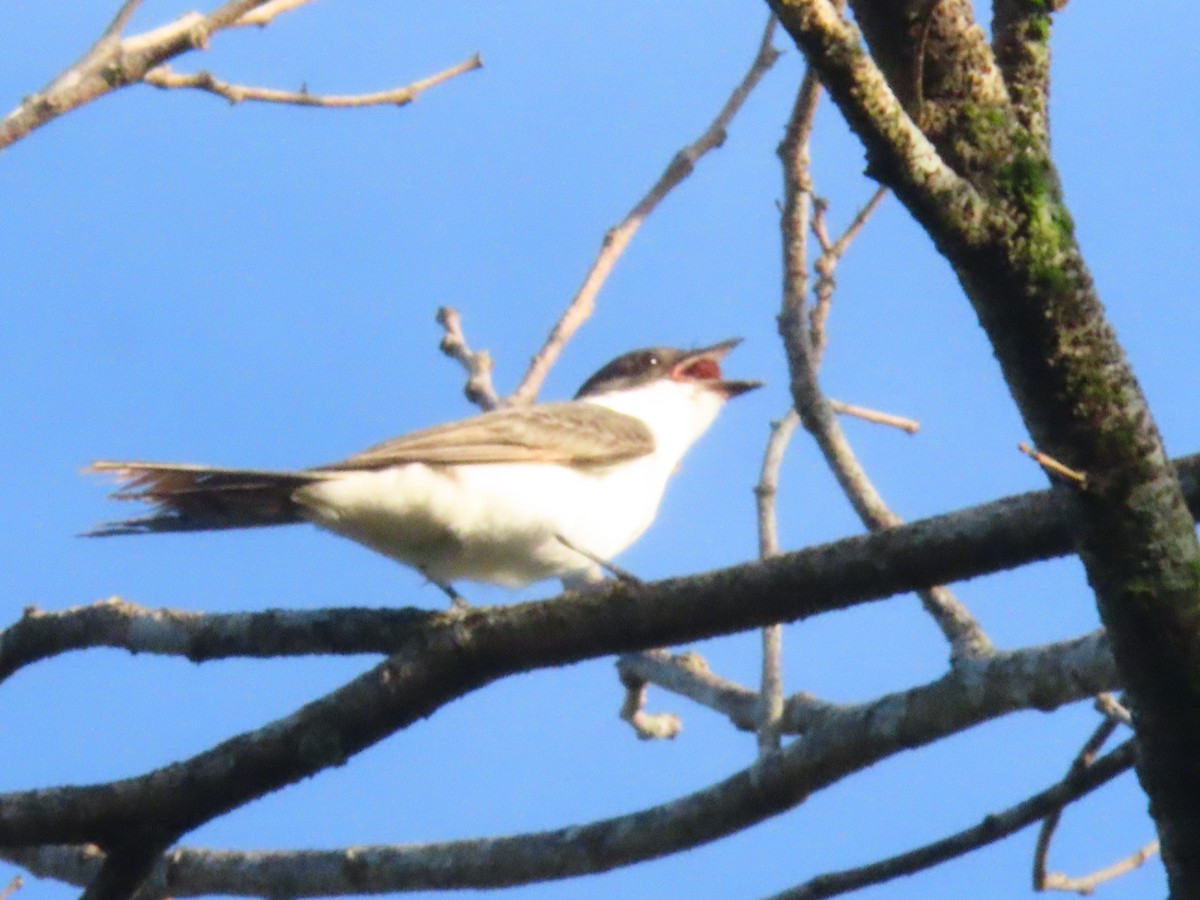 Fork-tailed Flycatcher - Marcel Reina Córdoba