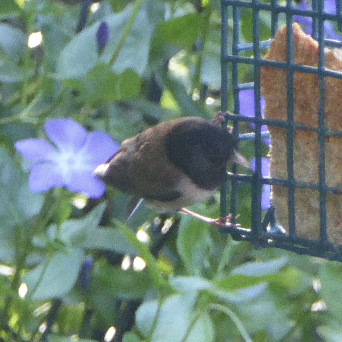 Dark-eyed Junco (Oregon) - Anonymous