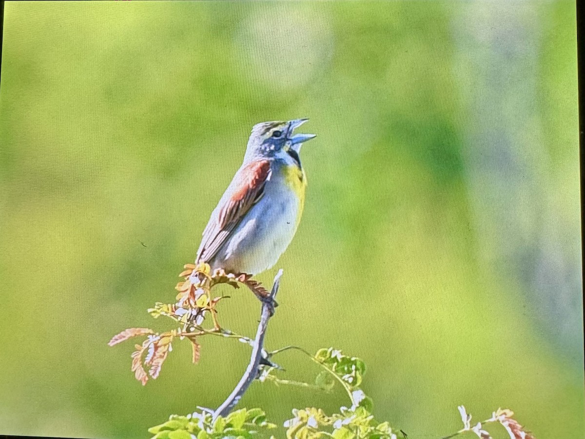 Dickcissel - ML618902853