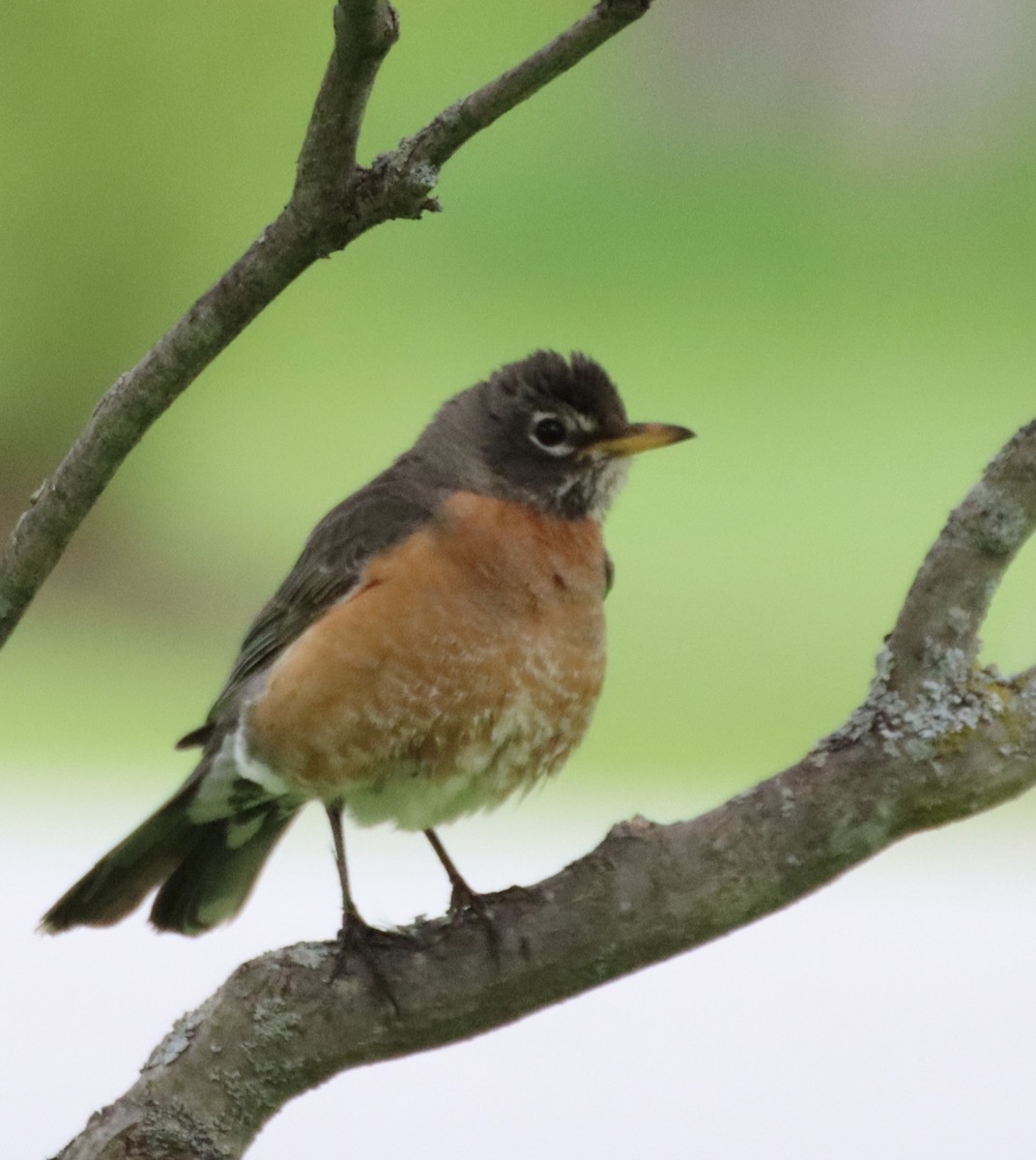 American Robin - Laura Szmania