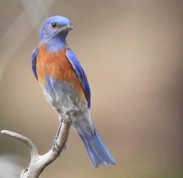 Western Bluebird - Dave Bowman