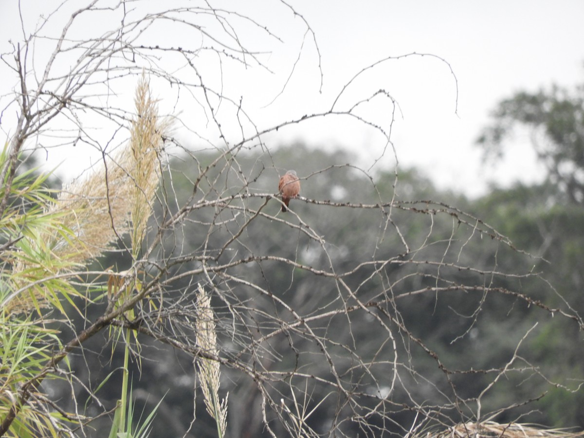 Ruddy Ground Dove - Pablo Mealla