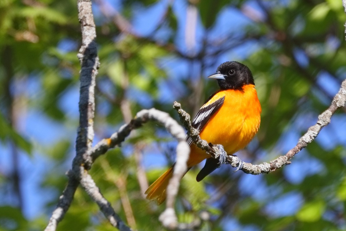 Baltimore Oriole - Shawn Miller