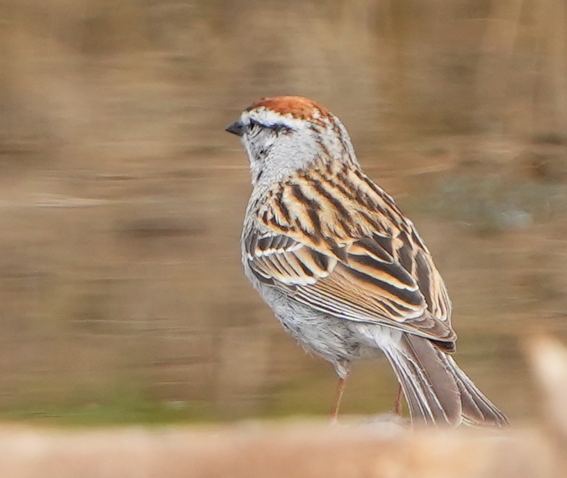 Chipping Sparrow - Dave Bowman