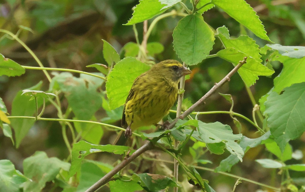 Forest Canary - ML618902920