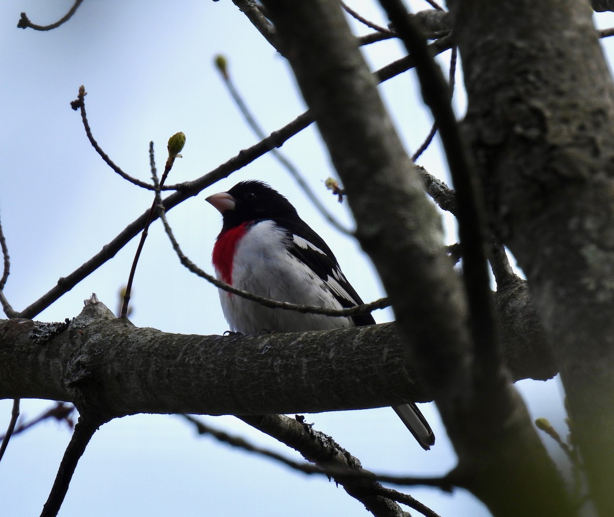 Rose-breasted Grosbeak - ML618902922