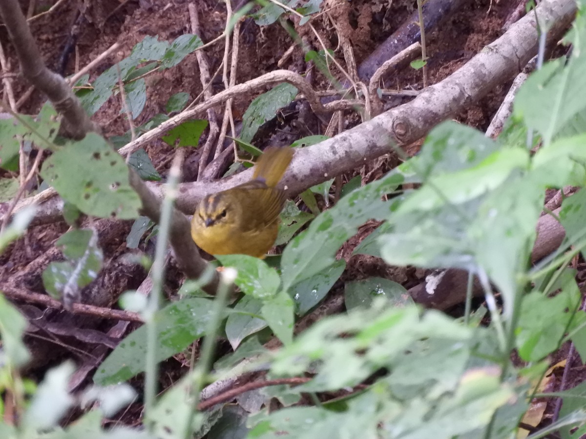 Two-banded Warbler - ML618902925