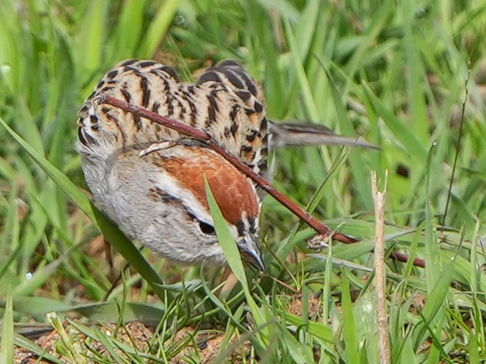 Chipping Sparrow - Dave Bowman