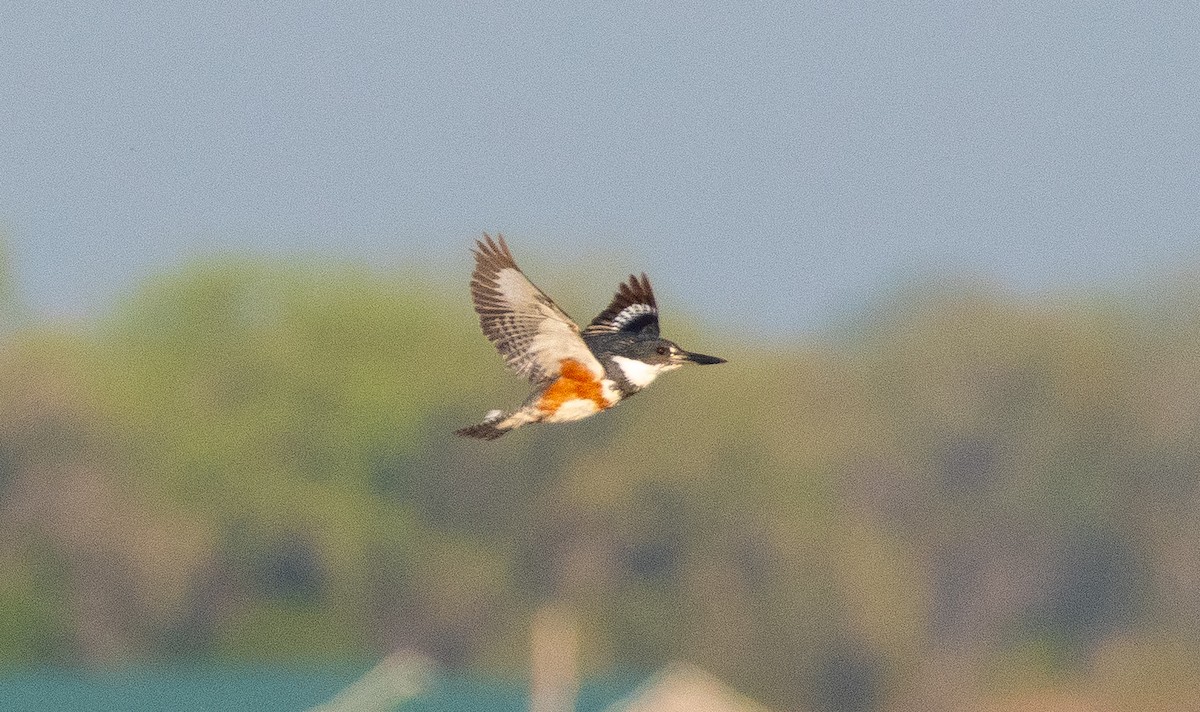 Belted Kingfisher - Anuj Ghimire