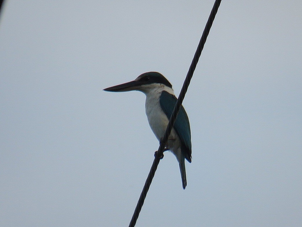 Collared Kingfisher - Breyden Beeke