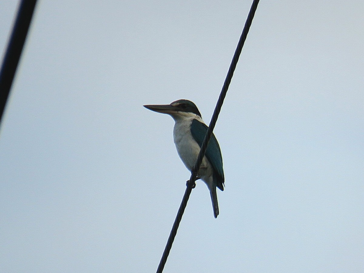 Collared Kingfisher - Breyden Beeke