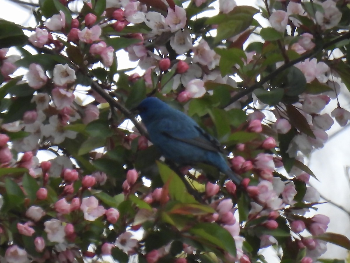 Indigo Bunting - ML618902965