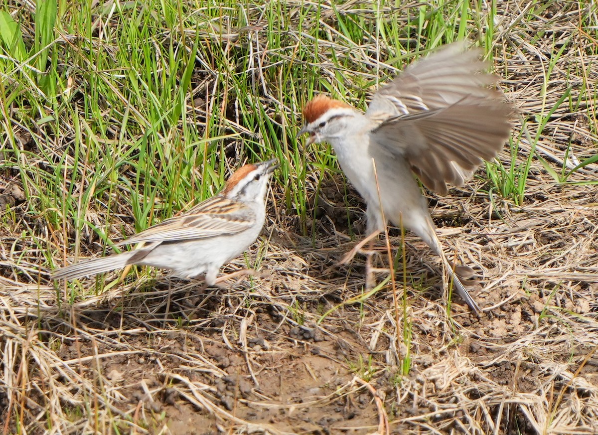 Chipping Sparrow - ML618902970