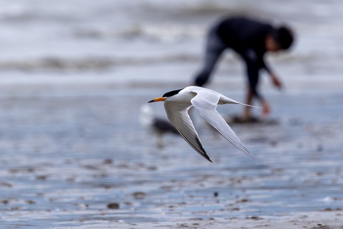 Chinese Crested Tern - Paul Ha