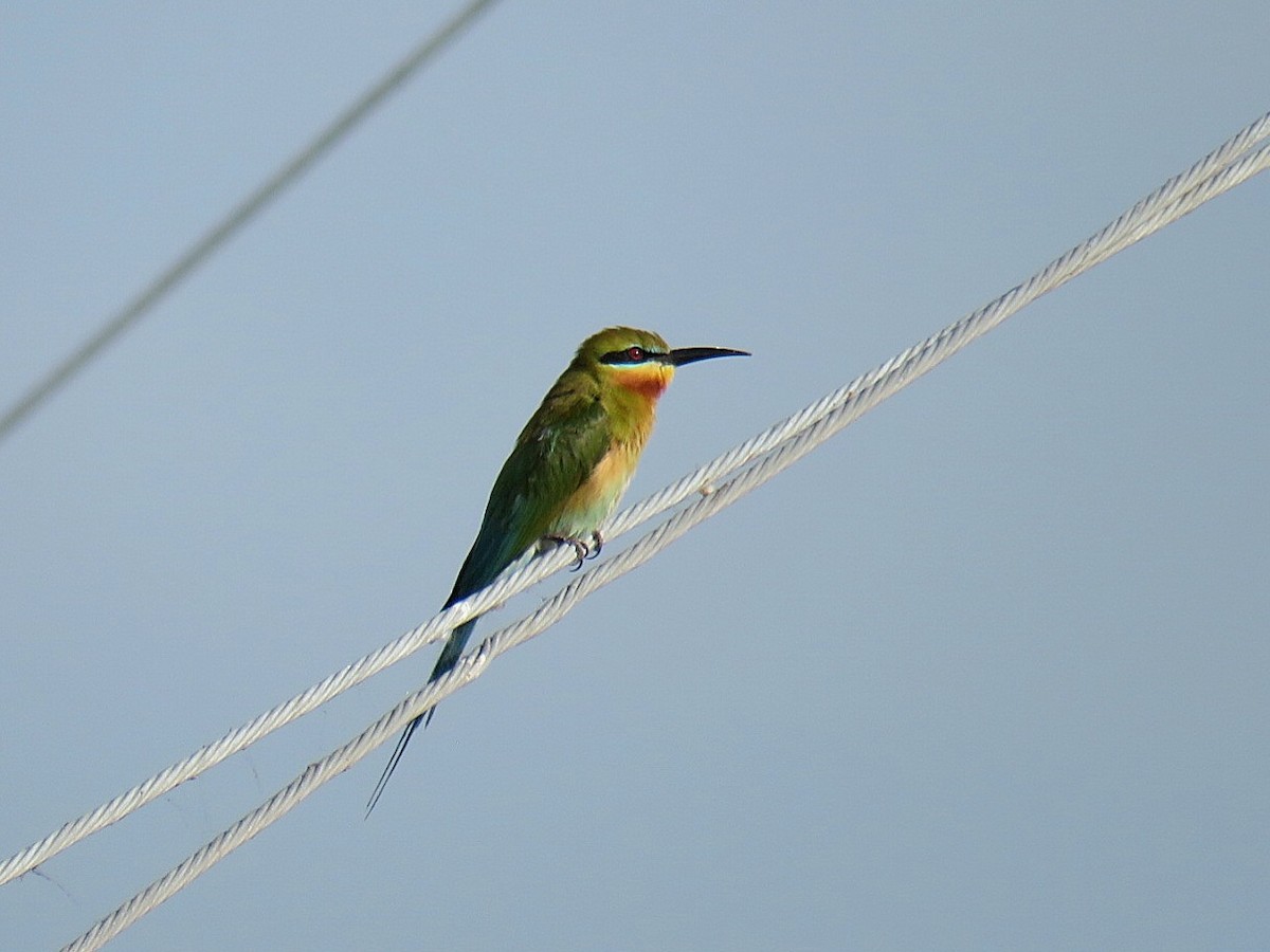 Blue-tailed Bee-eater - Breyden Beeke