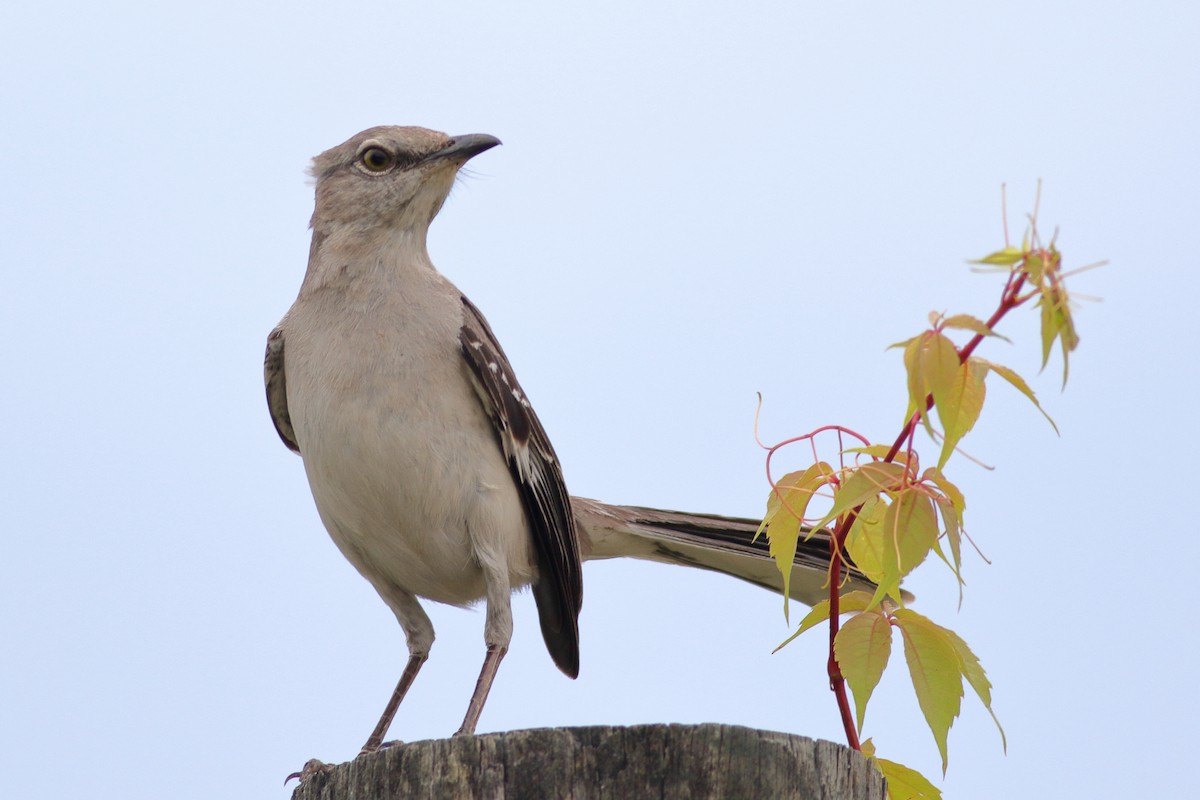 Northern Mockingbird - Richard Stanton