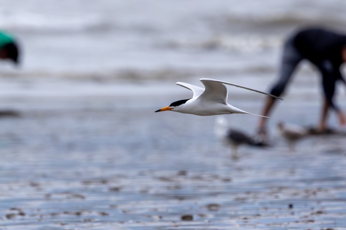 Chinese Crested Tern - Paul Ha