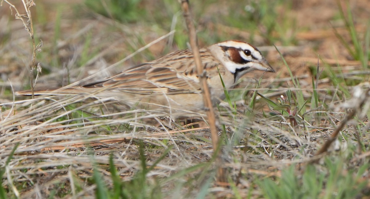 Lark Sparrow - ML618903000